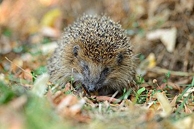 动作冒险游戏《狼伴侣》发售 Steam特别好评